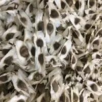 Organic Moringa Seeds
