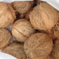 Semi Husked Coconuts, Husked Coconuts