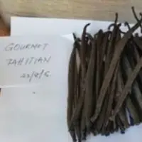 Vanilla Bean