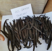 Vanilla Bean