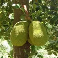 Tender Jackfruit