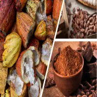 Green or Toasted Cocoa