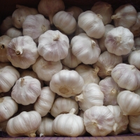Fresh Garlic