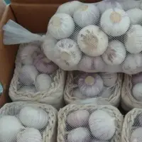 Solo Garlic