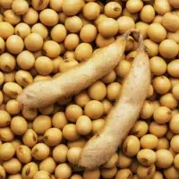 Soybeans