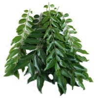 Curry Leaf