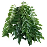 Curry Leaf