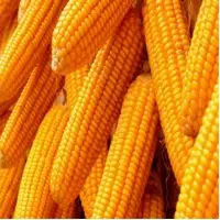 Maize