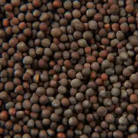 Black Mustard Seeds