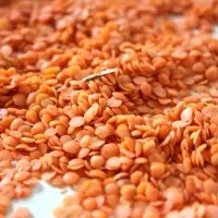 Red Lentils (Masoor Dal)