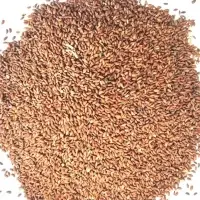 Asaliya Seed