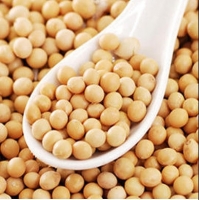 Soybean Seed