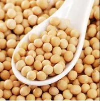 Soybean Seed