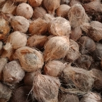 Coconut