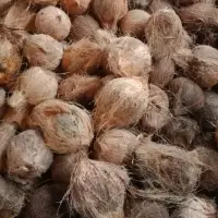 Coconut