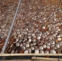 Coconut Copra