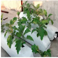 Coco Peat Grow Bag