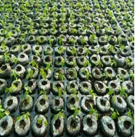 Coco Peat Disc