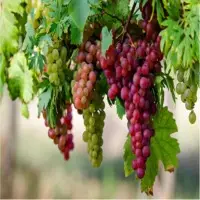 Grapes