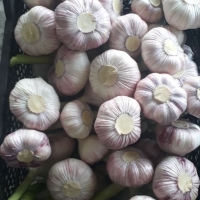 Red& White Garlic