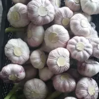Red& White Garlic