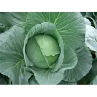 Fresh Cabbage