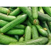 Cucumber