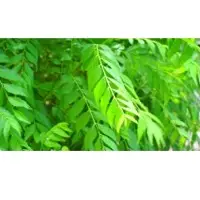Curry Leaf