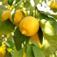 Lemons