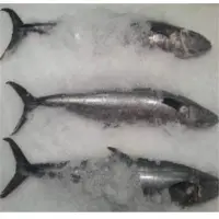 Kingfish