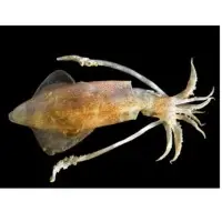 Squid