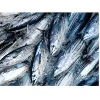 Tuna