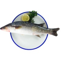 White Red Mullet