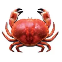 Crab