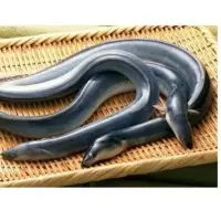Eel Fish