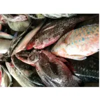 Parrot Fish