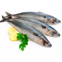 Mackerel