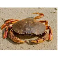 Mud Crab