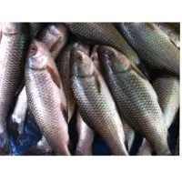 Rohu