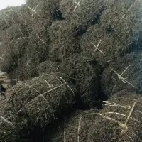 Dried Black Grass Jelly Leaves