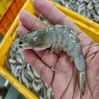 Vannamei Shrimp