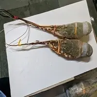 Lobster