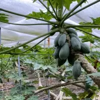 Fresh Papaya