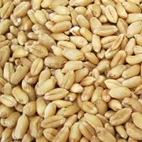 Wheat