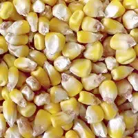 Corn