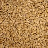 Barley