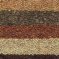 Millet