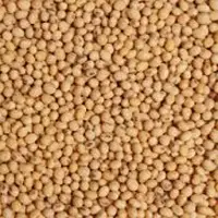 Sorghum