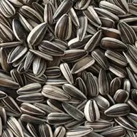 Striped Sunflower Seeds