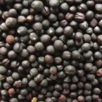 Rapeseeds